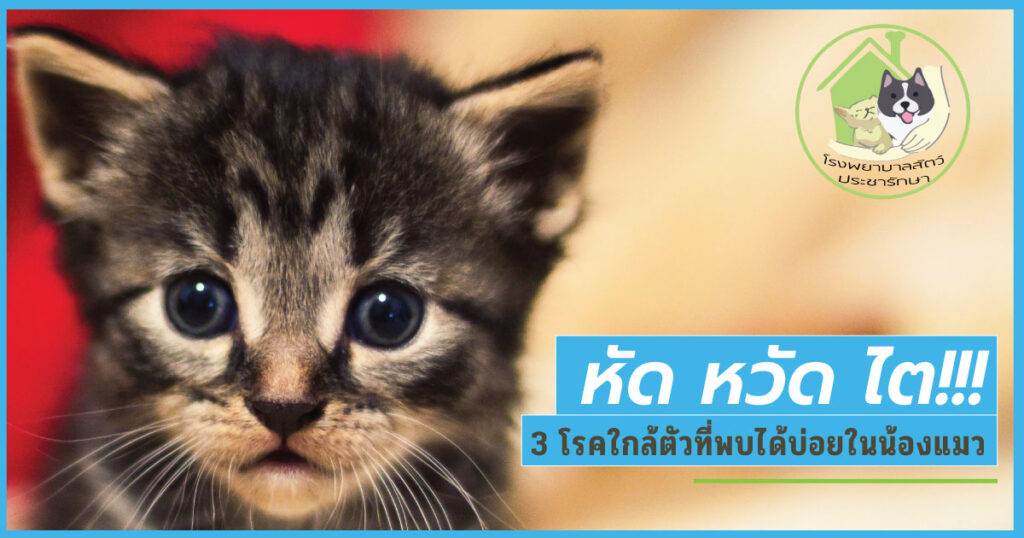 หัดหวัดไตในแมว