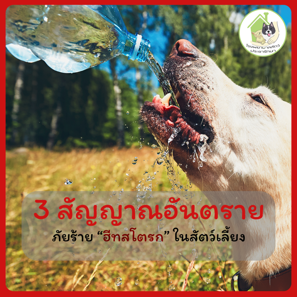 ฮีทสโตรคในสุนัข