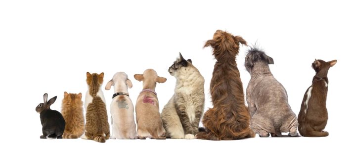 Rear view of a group of pets, Dogs, cats, rabbit, sitting, isolated on white