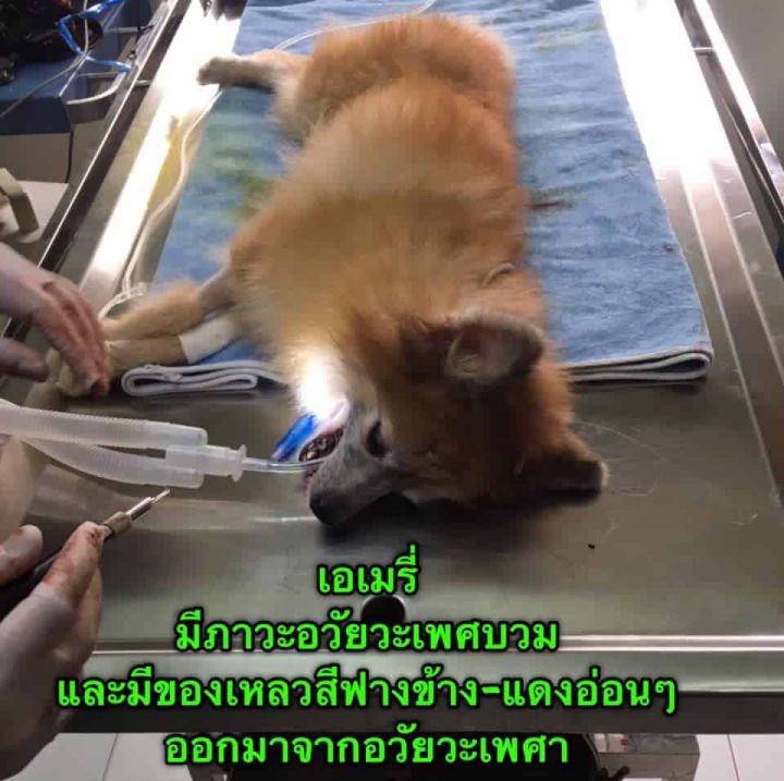 เอเมรี่1